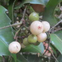 Tetrastigma nilagiricum (Miq.) B.V.Shetty